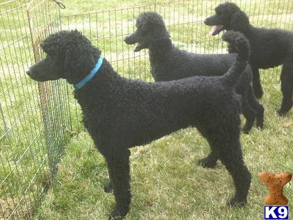 a group of poodle dogs in a fence