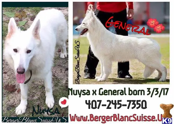 a white swiss shepherd dog and a white swiss shepherd dog