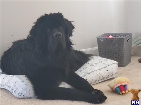 a black newfoundland dog sitting on a bed