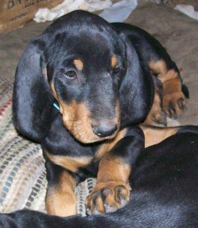 Black and Tan Coonhound Puppy for Sale: MISS MOUTH AKC Registered 16 ...