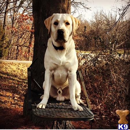 a labrador retriever dog sitting on a bench