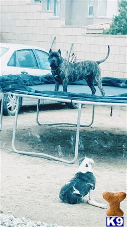 a presa canario dog standing on a car