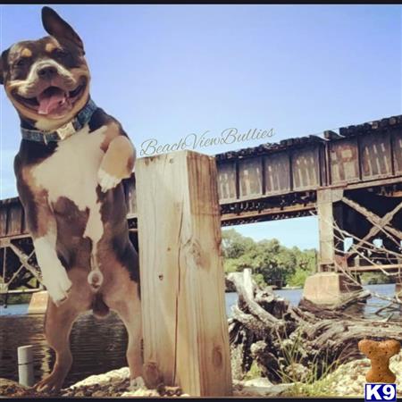 a american bully dog standing on a structure