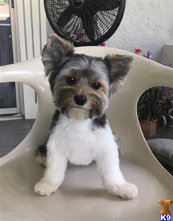 a yorkshire terrier dog sitting on a chair