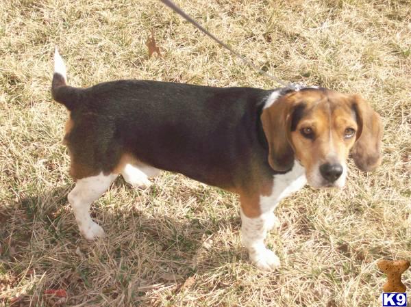 Beagle Stud Dog: Diego Purebred AKC 15 Years old