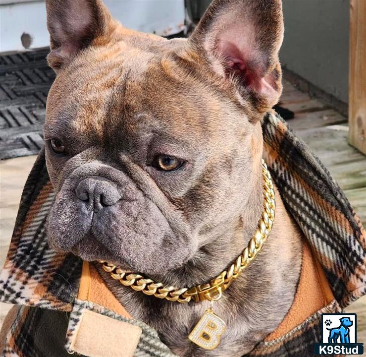 a french bulldog dog with a gold collar