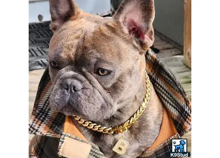 a french bulldog dog with a gold collar