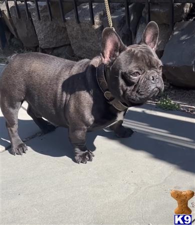 a french bulldog dog standing on a concrete surface