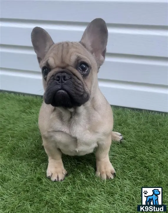 French Bulldog