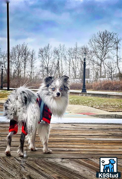 a australian shepherd dog wearing a harness