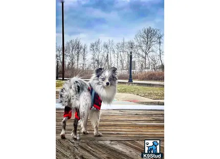 a australian shepherd dog wearing a harness