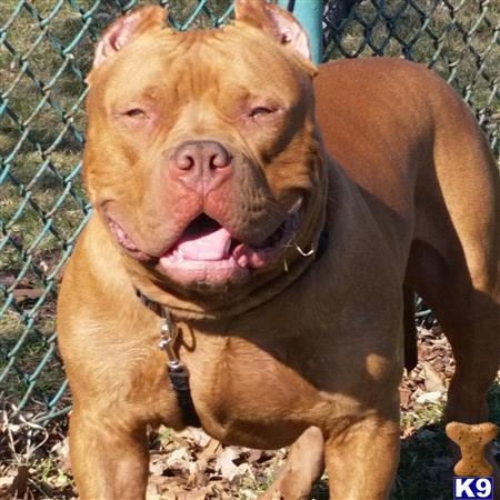 a american pit bull dog with its mouth open