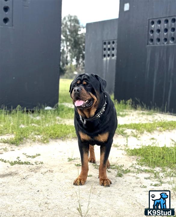 a rottweiler dog sitting on a concrete surface