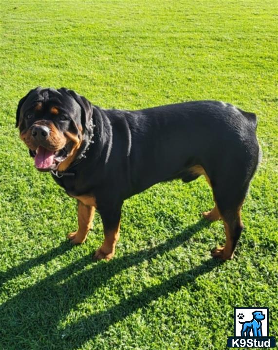 a rottweiler dog standing on grass