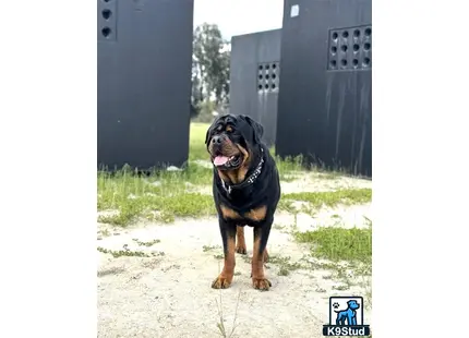 a rottweiler dog sitting on a concrete surface
