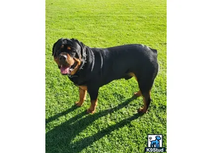 a rottweiler dog standing on grass