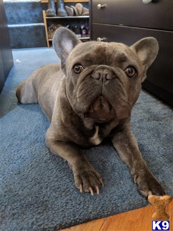 a french bulldog dog lying on a bed