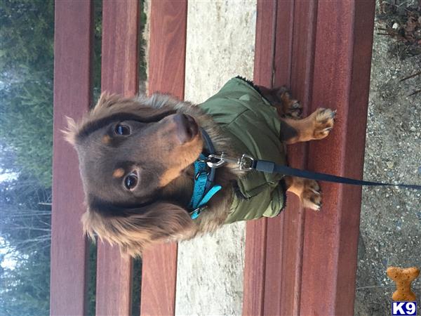 a dachshund dog wearing a harness