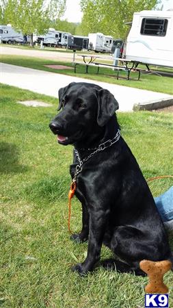 a black labrador retriever dog on a leash