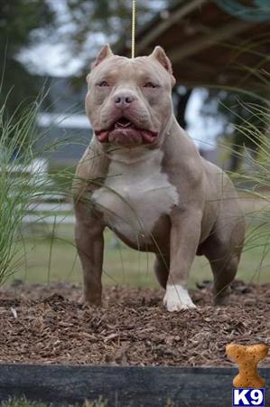 a american bully dog with a human face