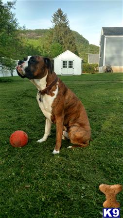 a boxer dog sitting in a grassy area with a ball in front of it