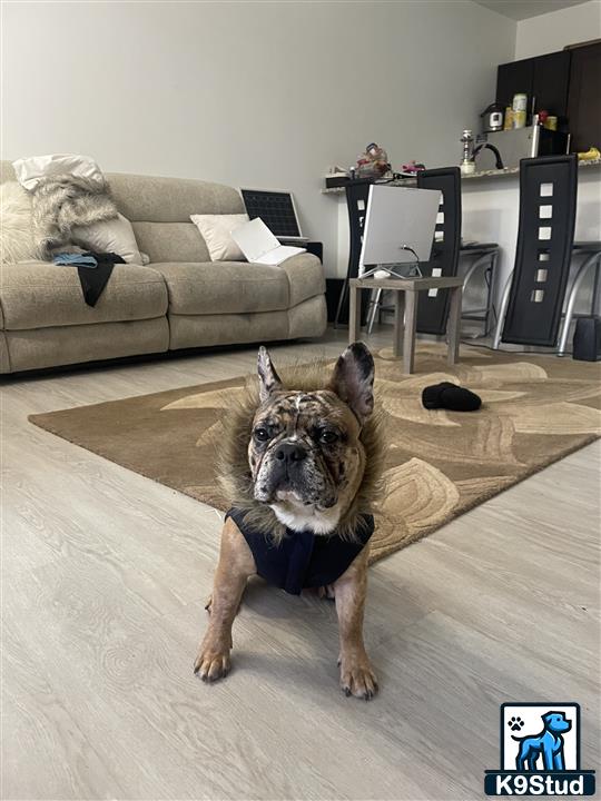 a french bulldog dog sitting on a rug