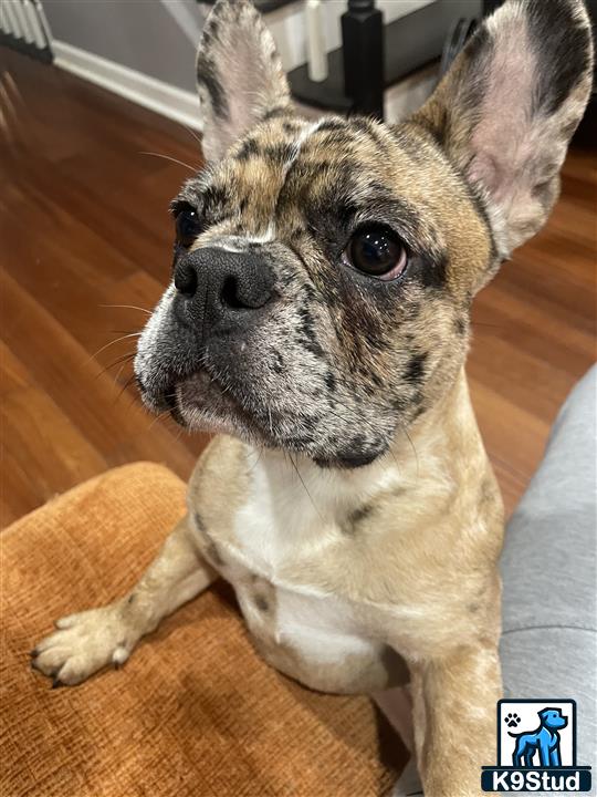 a french bulldog dog sitting on a wood floor