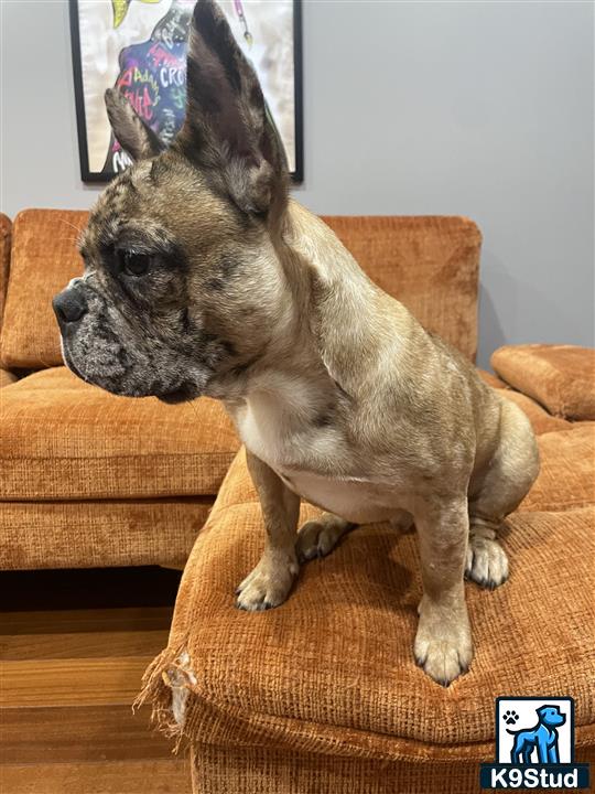 a french bulldog dog sitting on a couch