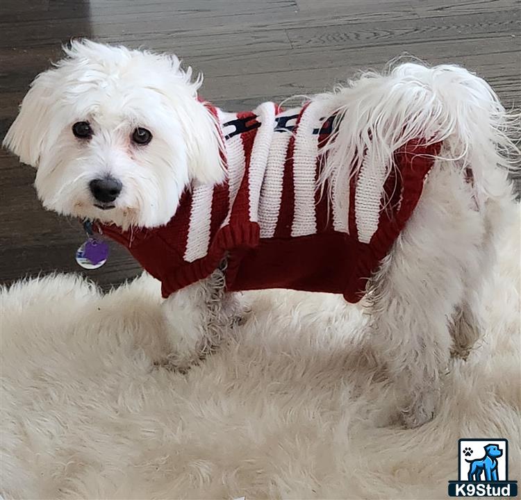 a coton de tulear dog wearing a sweater