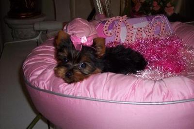 a yorkshire terrier dog lying in a yorkshire terrier dog bed