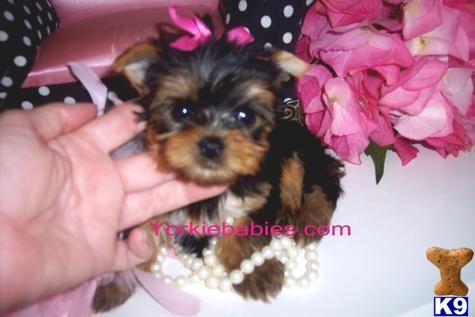 a yorkshire terrier dog in a flower pot