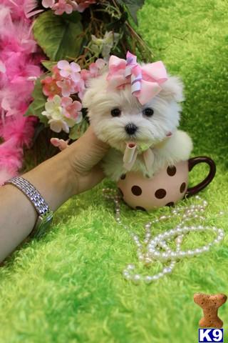 a hand holding a small white maltese dog