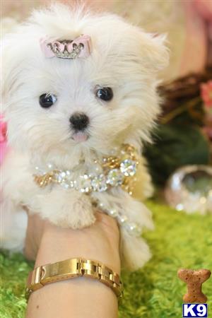a maltese dog wearing a crown