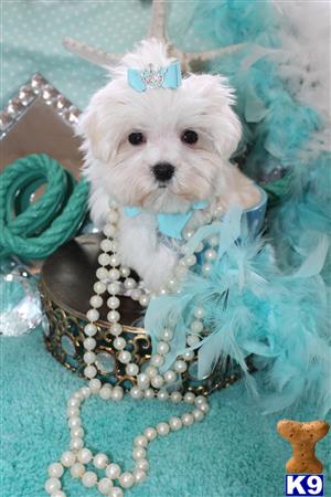 a maltese dog wearing a garment