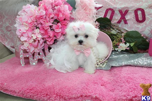 a maltese dog sitting on a table