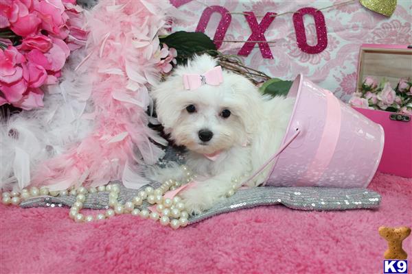 a maltese dog wearing a crown