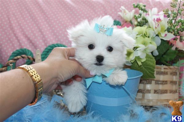 a person holding a maltese dog