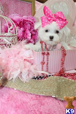 a maltese dog wearing a pink bow