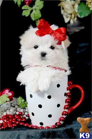 a maltese dog wearing a bow