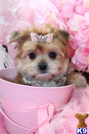 a mixed breed dog in a pink bucket