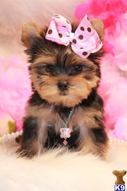 a yorkshire terrier dog wearing a pink bow
