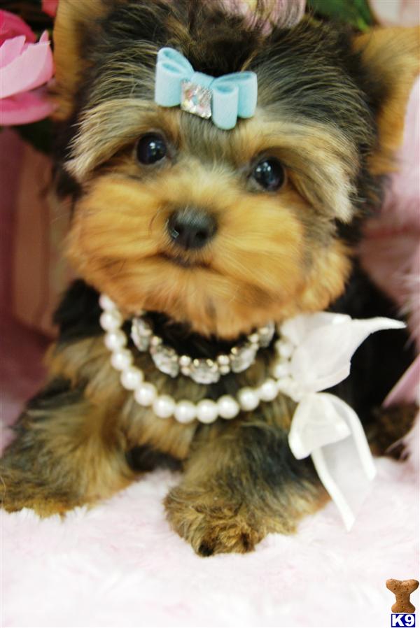 a yorkshire terrier dog wearing a bow tie