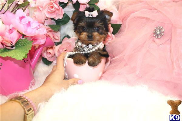 a yorkshire terrier dog in a dress