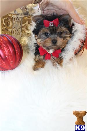 a yorkshire terrier dog wearing a bow tie