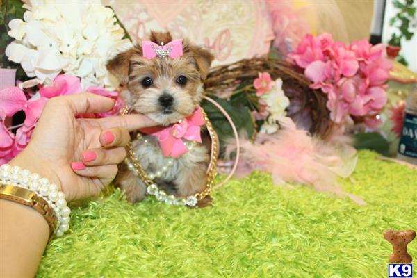 a yorkshire terrier dog in a pink bow tie