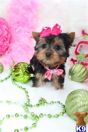 a small yorkshire terrier dog wearing a pink bow