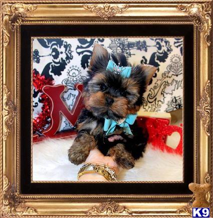 a framed picture of a yorkshire terrier dog