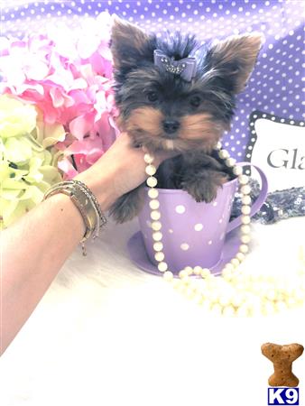 a person holding a yorkshire terrier dog