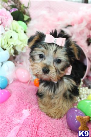 a couple of yorkshire terrier puppies