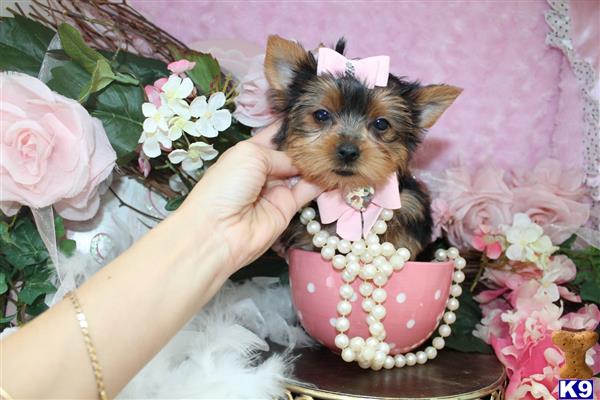 a person holding a yorkshire terrier dog in a basket of flowers